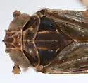 Bakerella maculata - photo 4