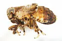 Bakerella muscotana