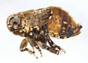 Bakerella penefusca