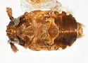 Bakerella spinifera - photo 2