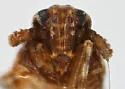 Bakerella spinifera - photo 3