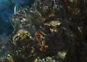 Giant Acorn Barnacle