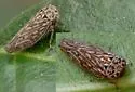 Balcanocerus chisosus