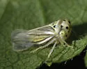 Balcanocerus crataegi