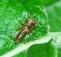 Balcanocerus crataegi - photo 2