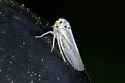 Balcanocerus crataegi - photo 3