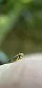 Balcanocerus crataegi - photo 4