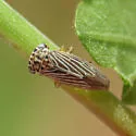 Balcanocerus dolosus