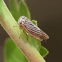 Balcanocerus dolosus - photo 2