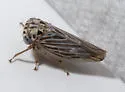 Balcanocerus dolosus - photo 3