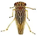Balcanocerus dolosus - photo 4