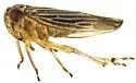 Balcanocerus dolosus - photo 5