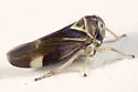 Balcanocerus fitchi
