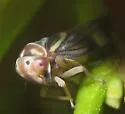 Balcanocerus fitchi - photo 2