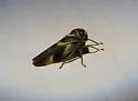 Balcanocerus fitchi - photo 3