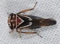 Balcanocerus fitchi - photo 4