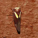 Balcanocerus provancheri