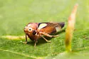 Balcanocerus provancheri - photo 2
