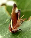 Balcanocerus provancheri - photo 3