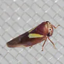 Balcanocerus provancheri - photo 4