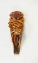 Balcanocerus provancheri - photo 5