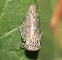 Balcanocerus spinosus