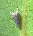 Balcanocerus spinosus - photo 2
