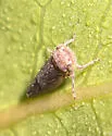 Balcanocerus spinosus - photo 3