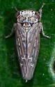 Balcanocerus spinosus - photo 4