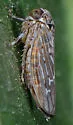 Balcanocerus spinosus - photo 5