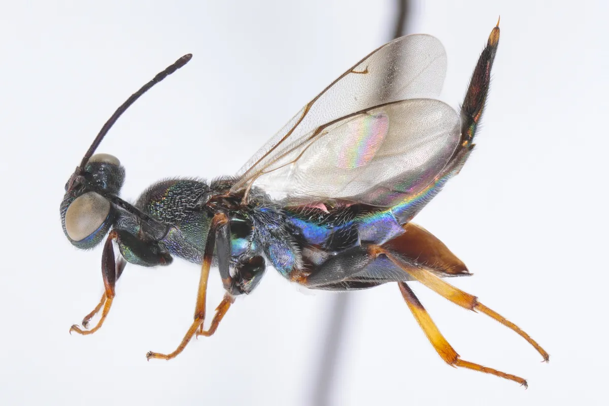 Balcha indica