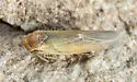 Balclutha abdominalis