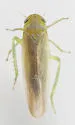 Balclutha abdominalis - photo 2