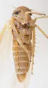 Balclutha abdominalis - photo 3