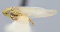 Balclutha arctica