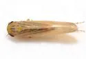 Balclutha frontalis