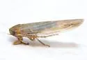 Balclutha frontalis - photo 2