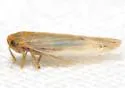 Balclutha frontalis - photo 3