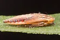 Balclutha frontalis - photo 5