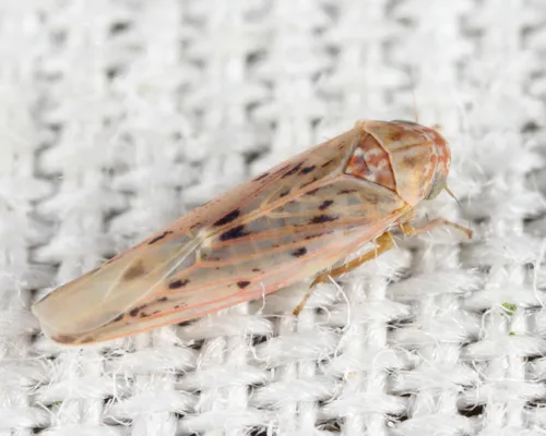 Balclutha impicta