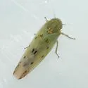 Balclutha impunctata