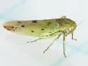 Balclutha impunctata - photo 2