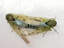 Balclutha impunctata - photo 3