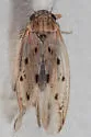 Balclutha impunctata - photo 4