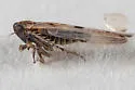 Balclutha impunctata - photo 5