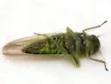 Balclutha incisa