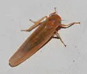 Balclutha neglecta