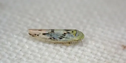 Balclutha punctata