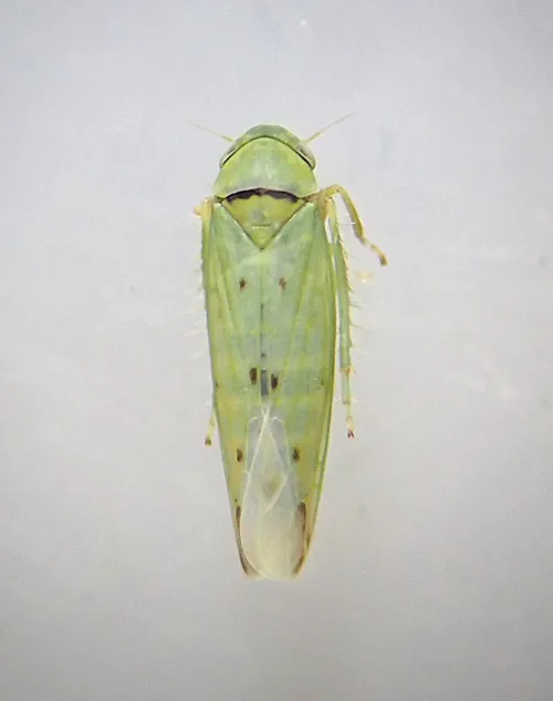 Balclutha punctata - photo 2