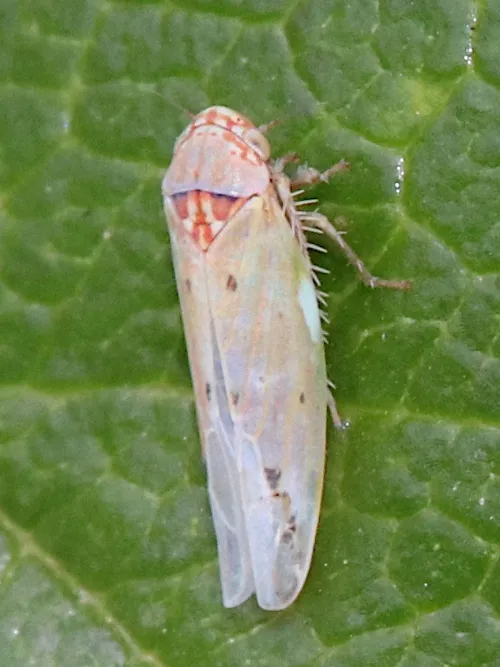 Balclutha punctata - photo 3